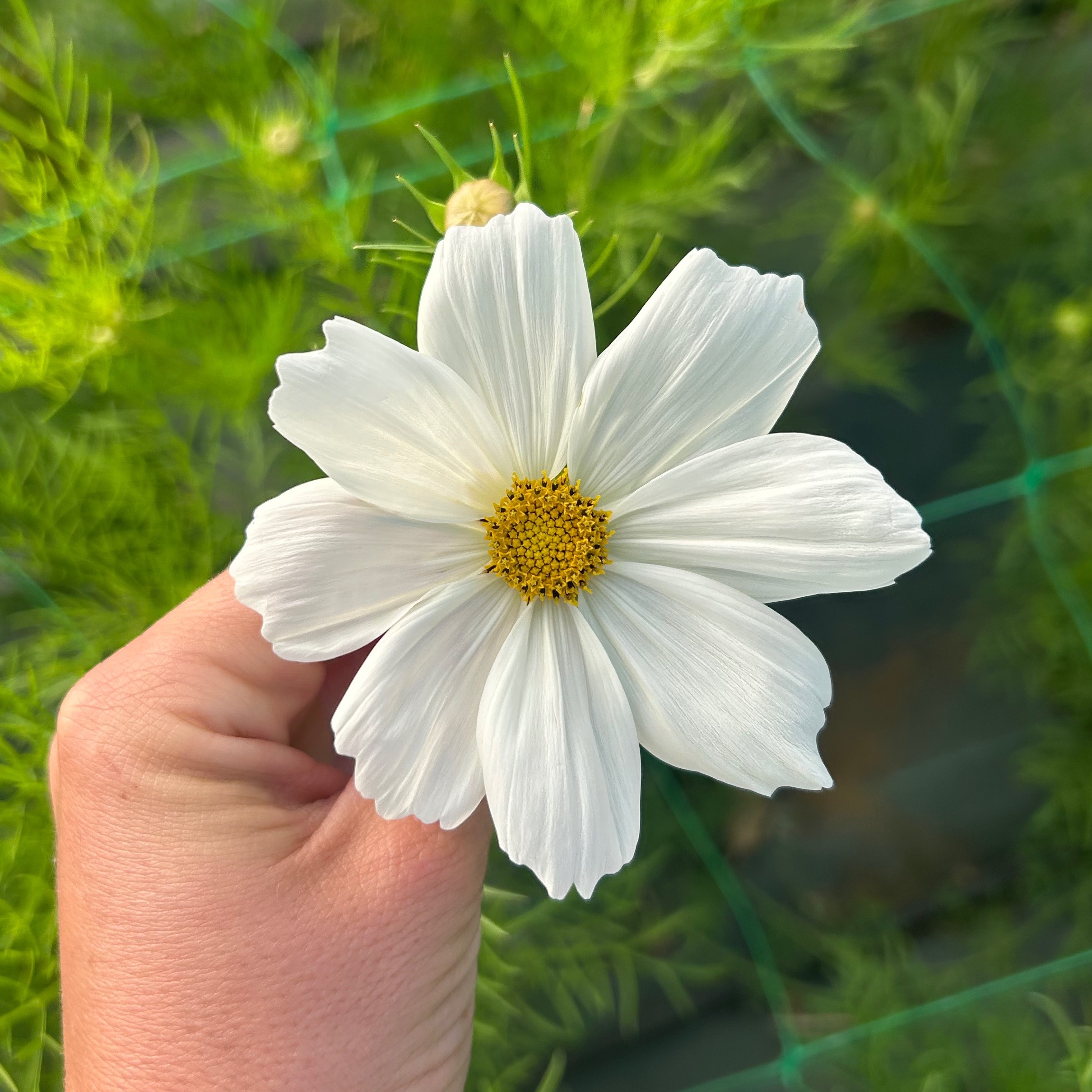 Cosmos simple blanc