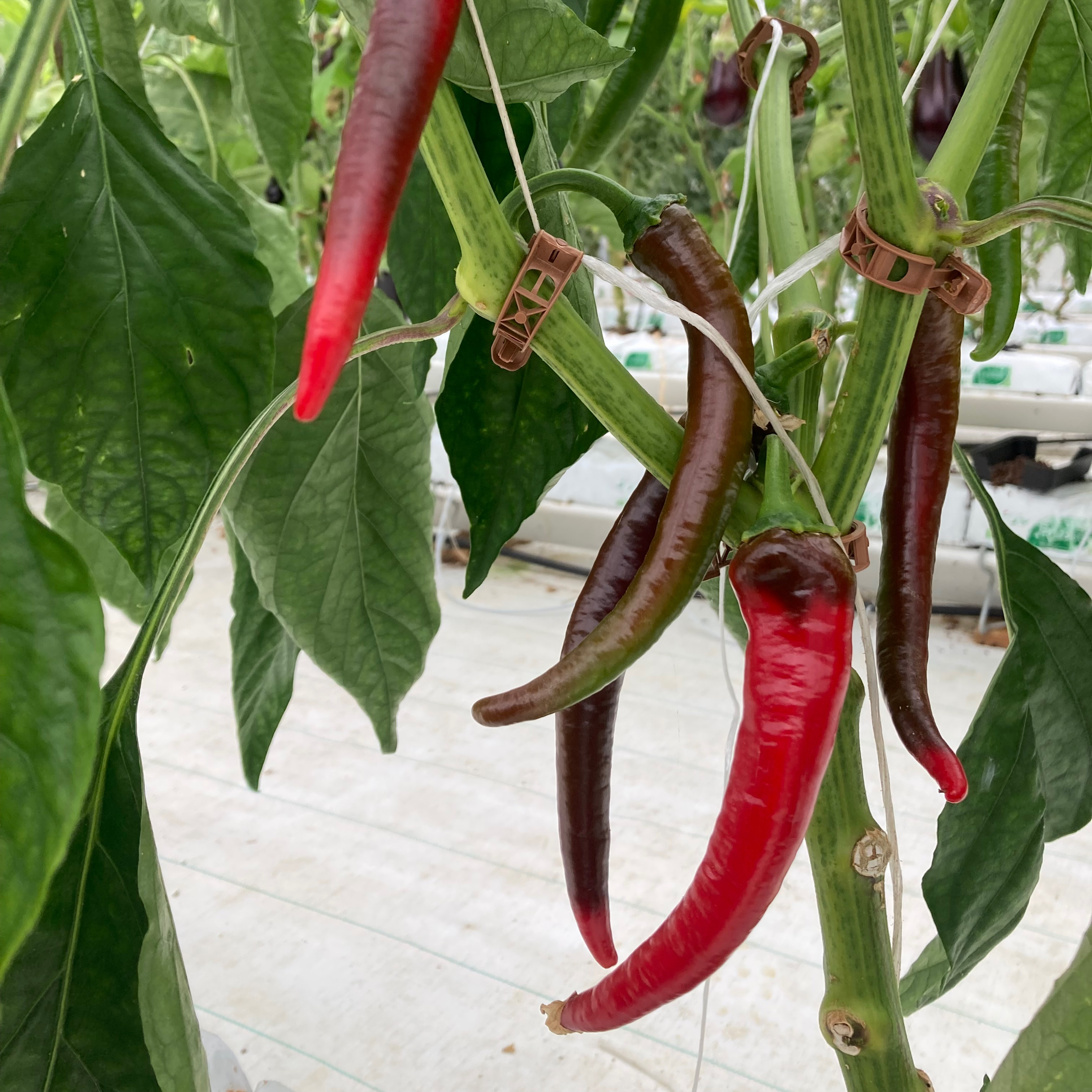 Piments doux Sumher
