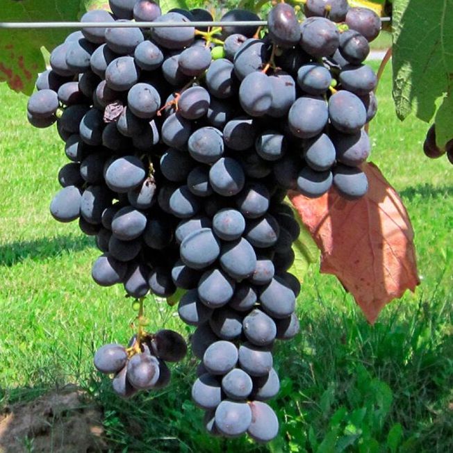 Vignes de table à raisins noirs - Vitis vinifera