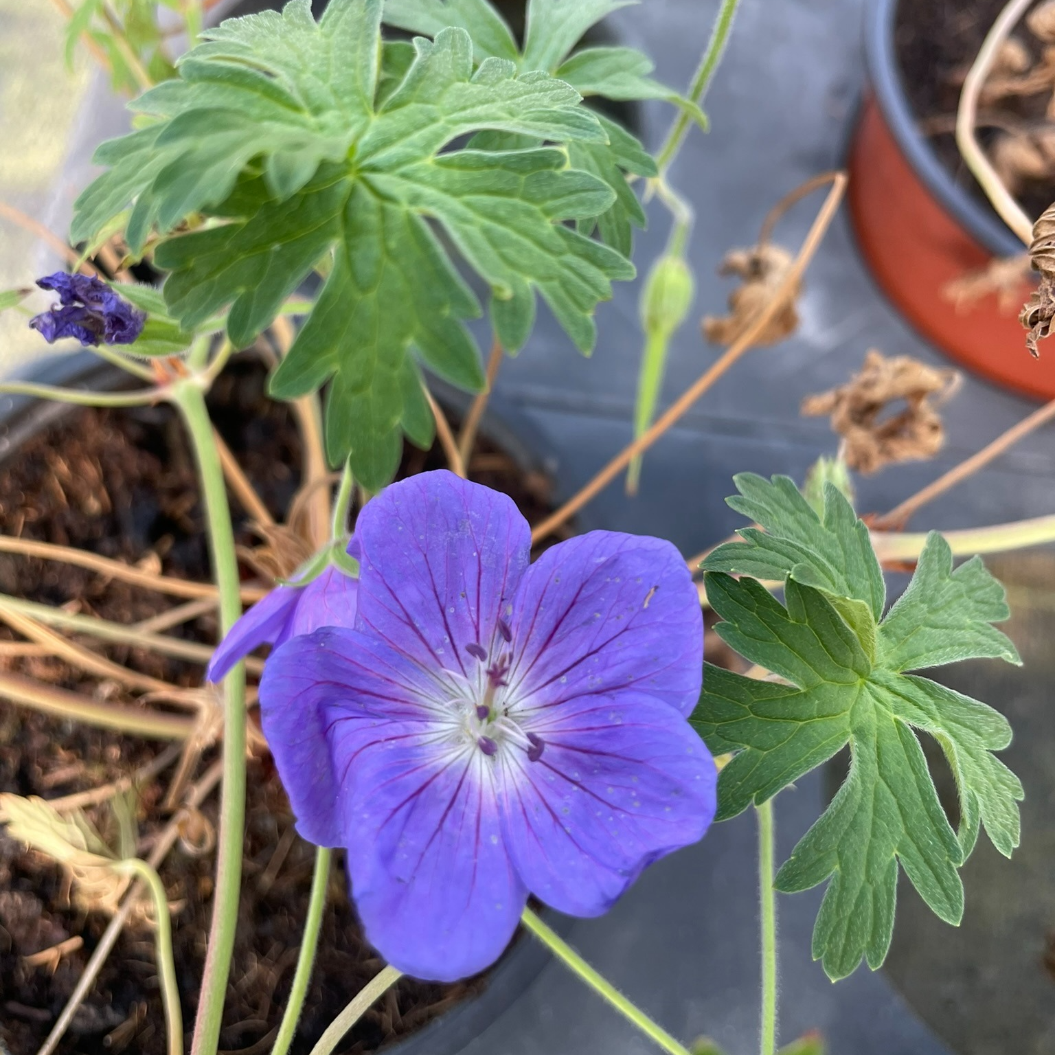 Geranium himalayense