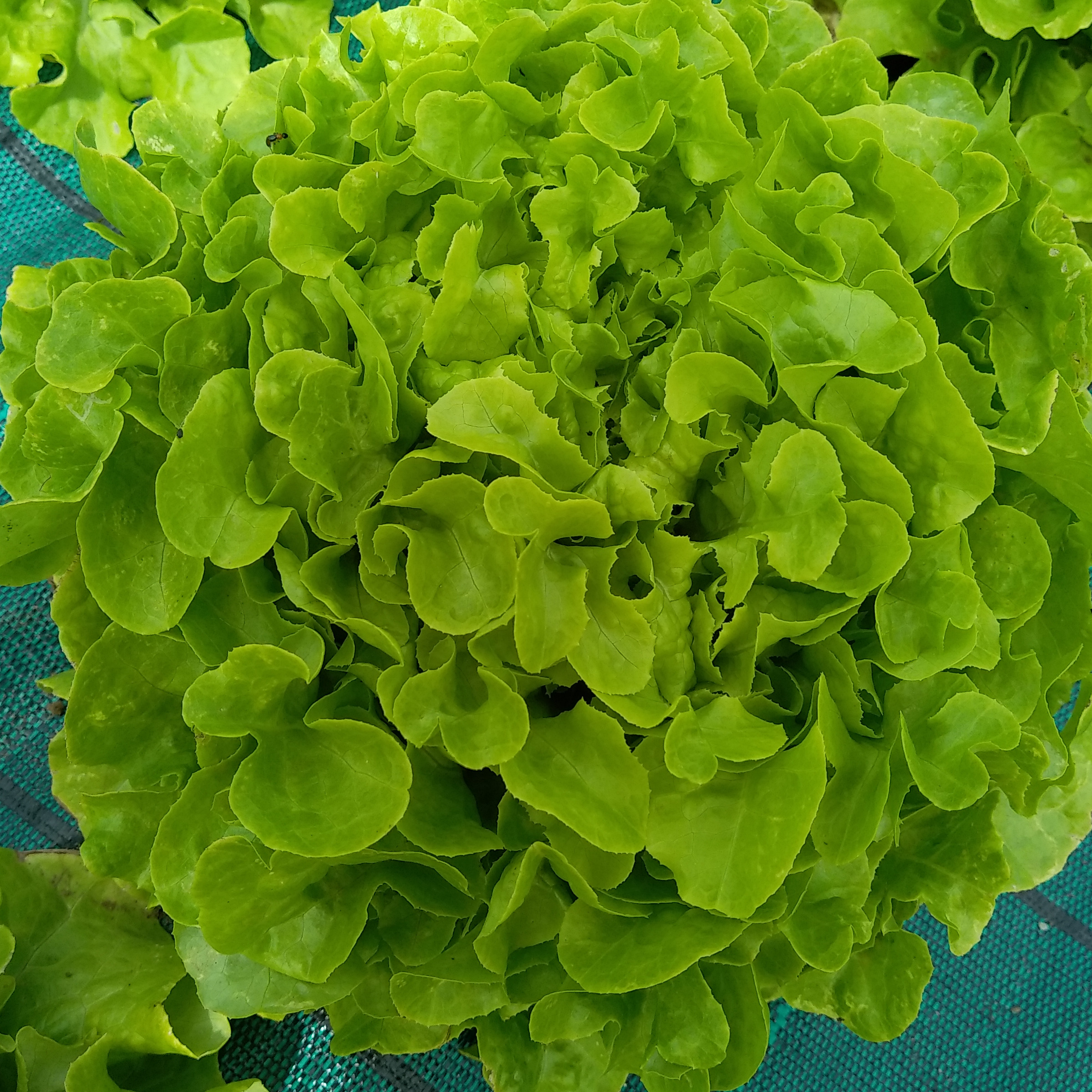 Feuille de chêne verte