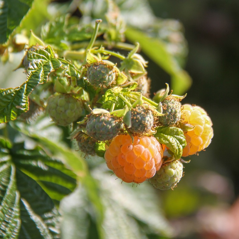 Framboisier Fall Gold - 1,5l