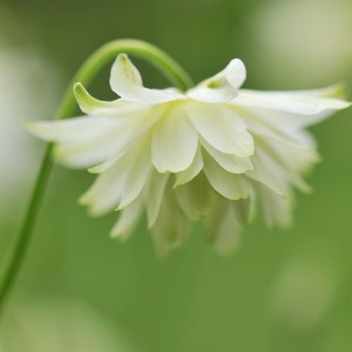 ANCOLIE GREEN APPLES Bio