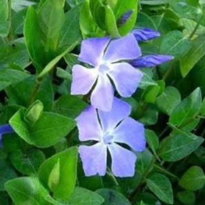- Vinca major - Grande pervenche bleue - Godet