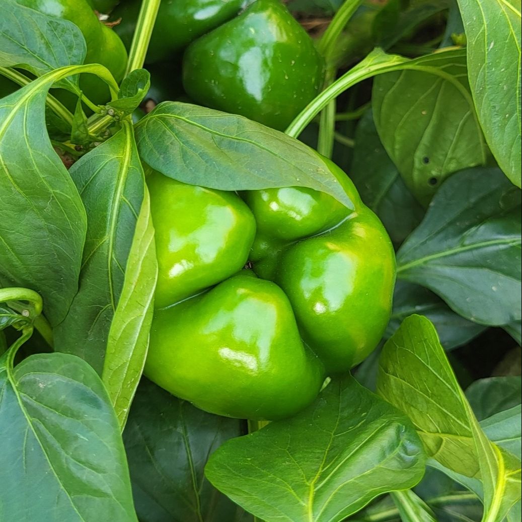 Poivron vert ou couleur suivant récolte - 120g