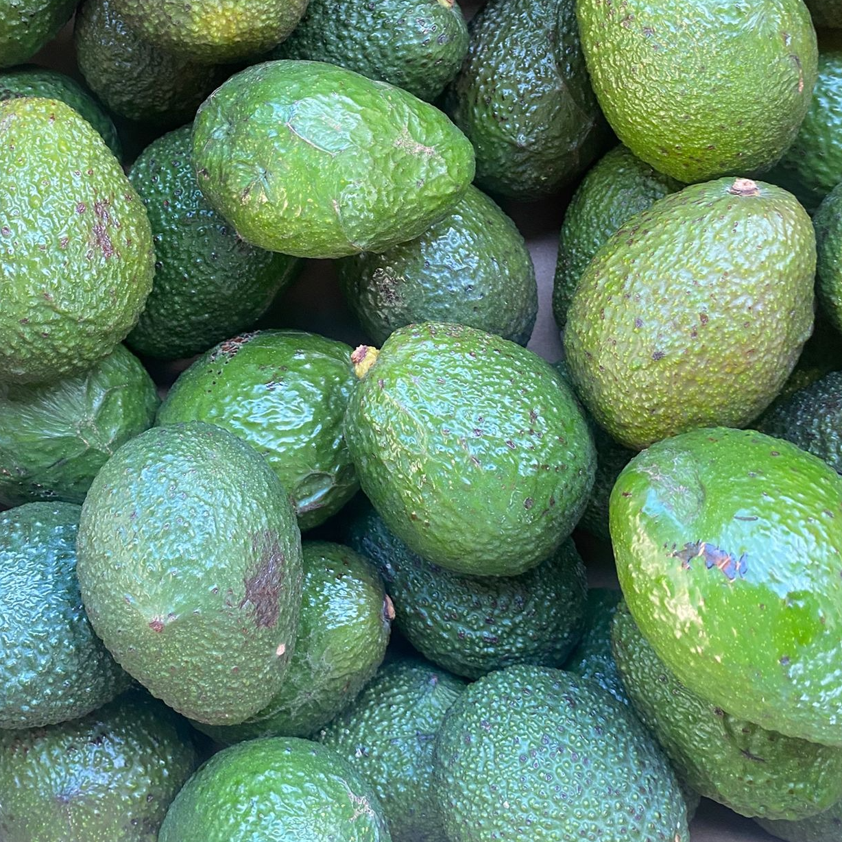 Avocat Hass (petit) - Vendu au KG - 250g