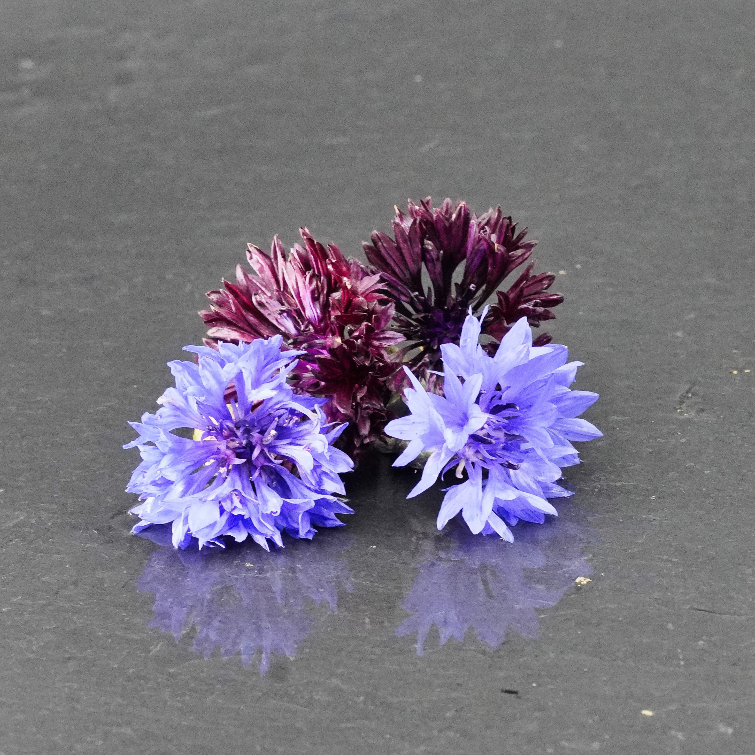 Bleuets