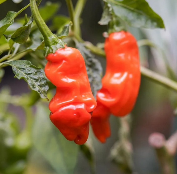 Plant de piment- Peter Pepper