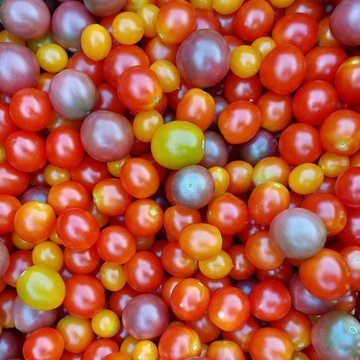 Tomate cerise