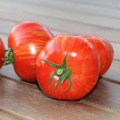 Tomate Tigrella bicolore - godet 8 cm