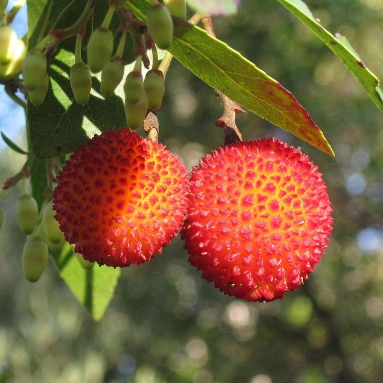 Arbousier - Arbutus unedo