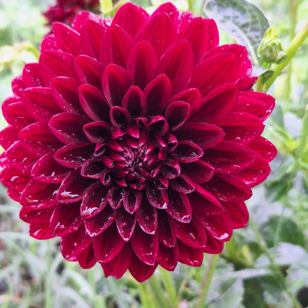 Tubercules de Dahlias balle – rouge sombre - 0,15g