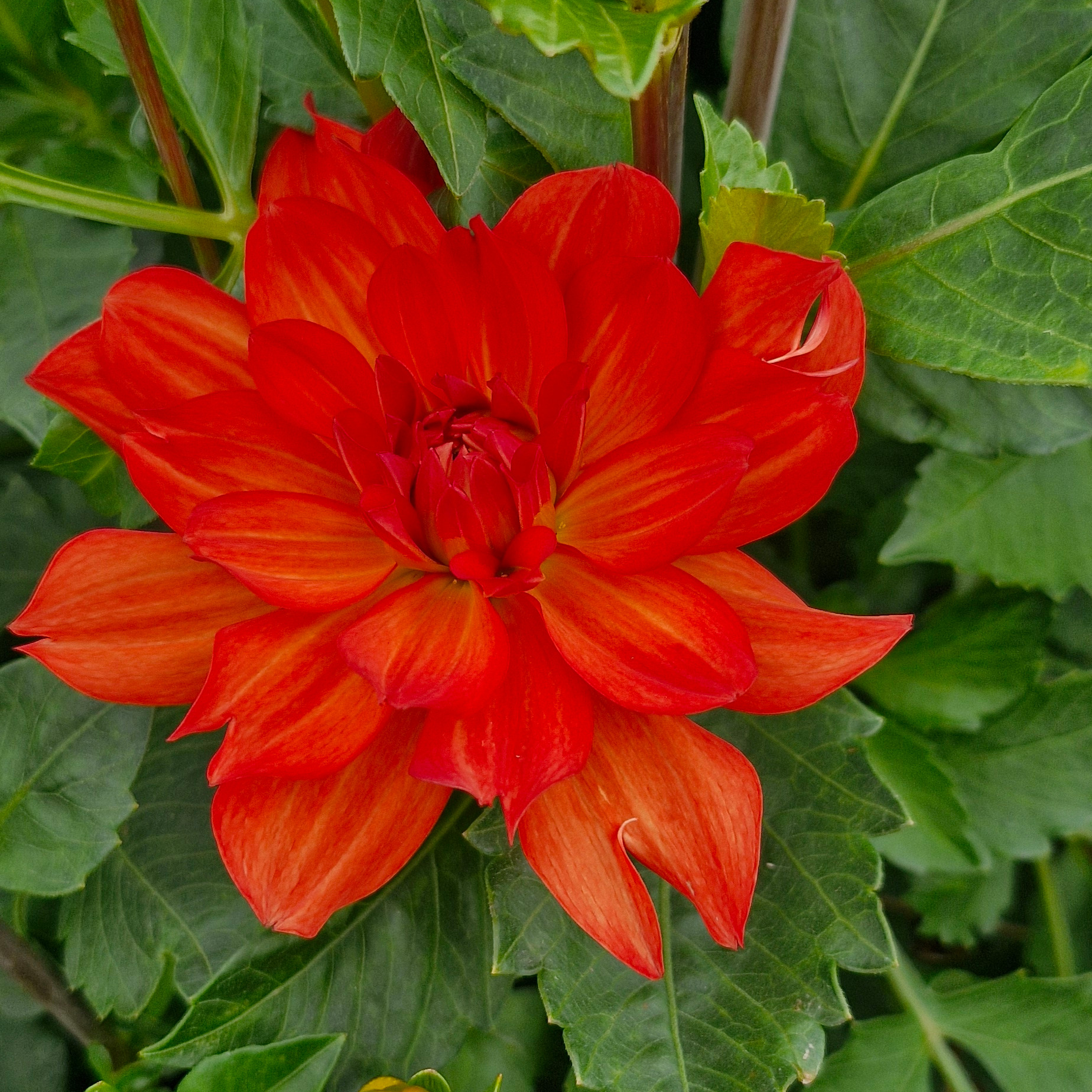Dahlia Tour du monde (botte de 10 tiges)