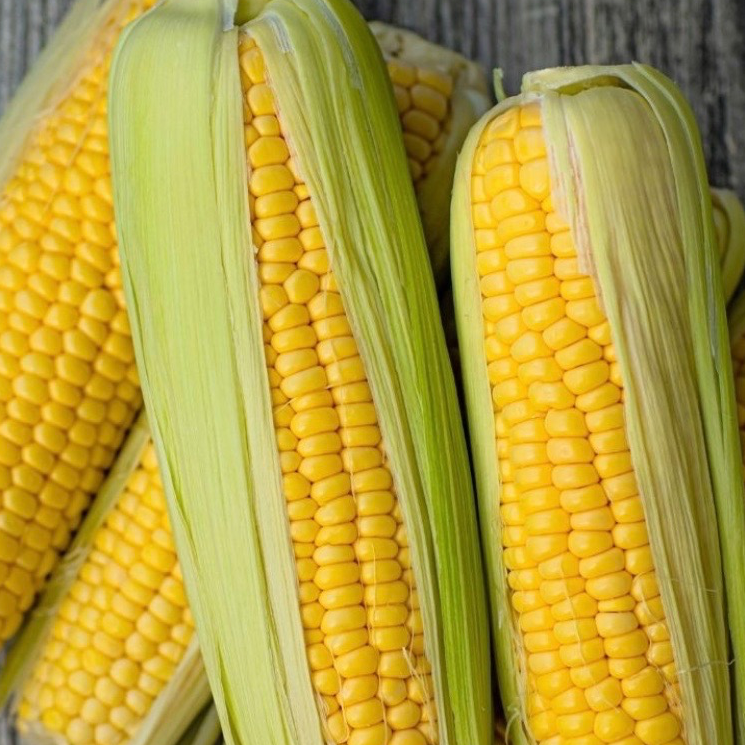 Maïs doux