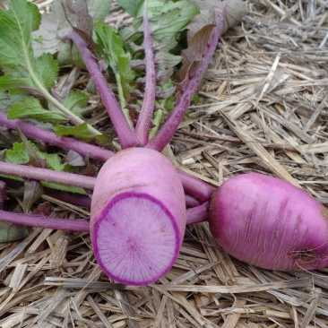 Radis Blue Meat - 400g