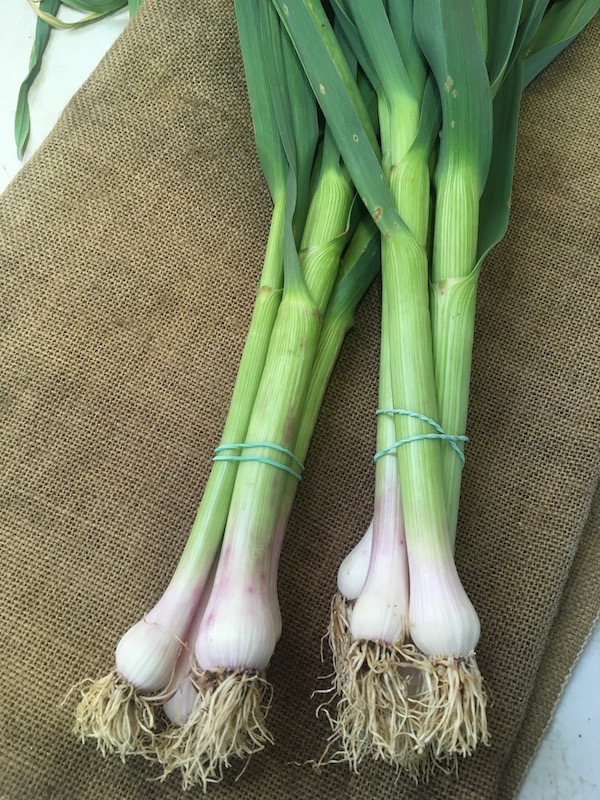 Aillet, ail jeune en botte