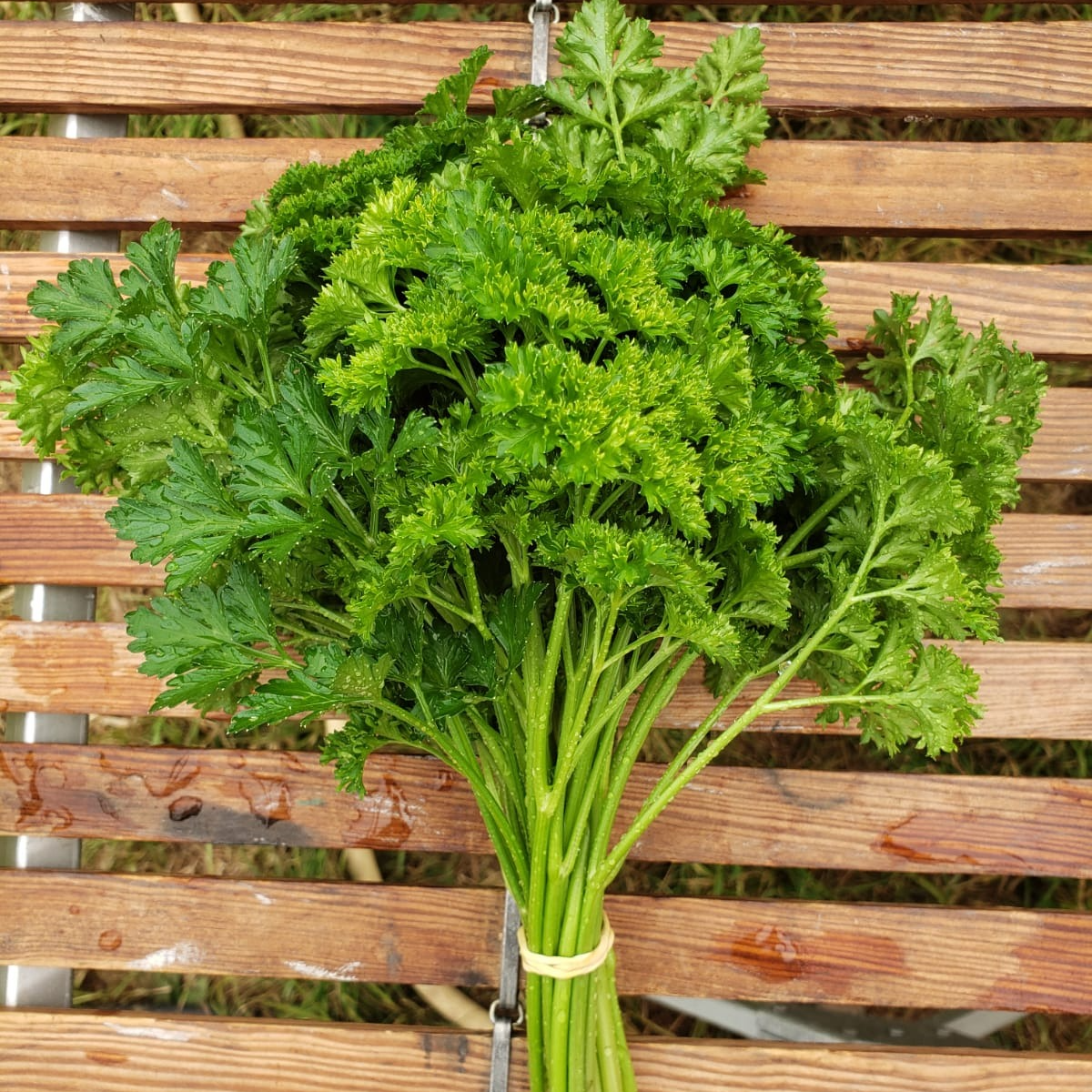 Botte de persil frisé