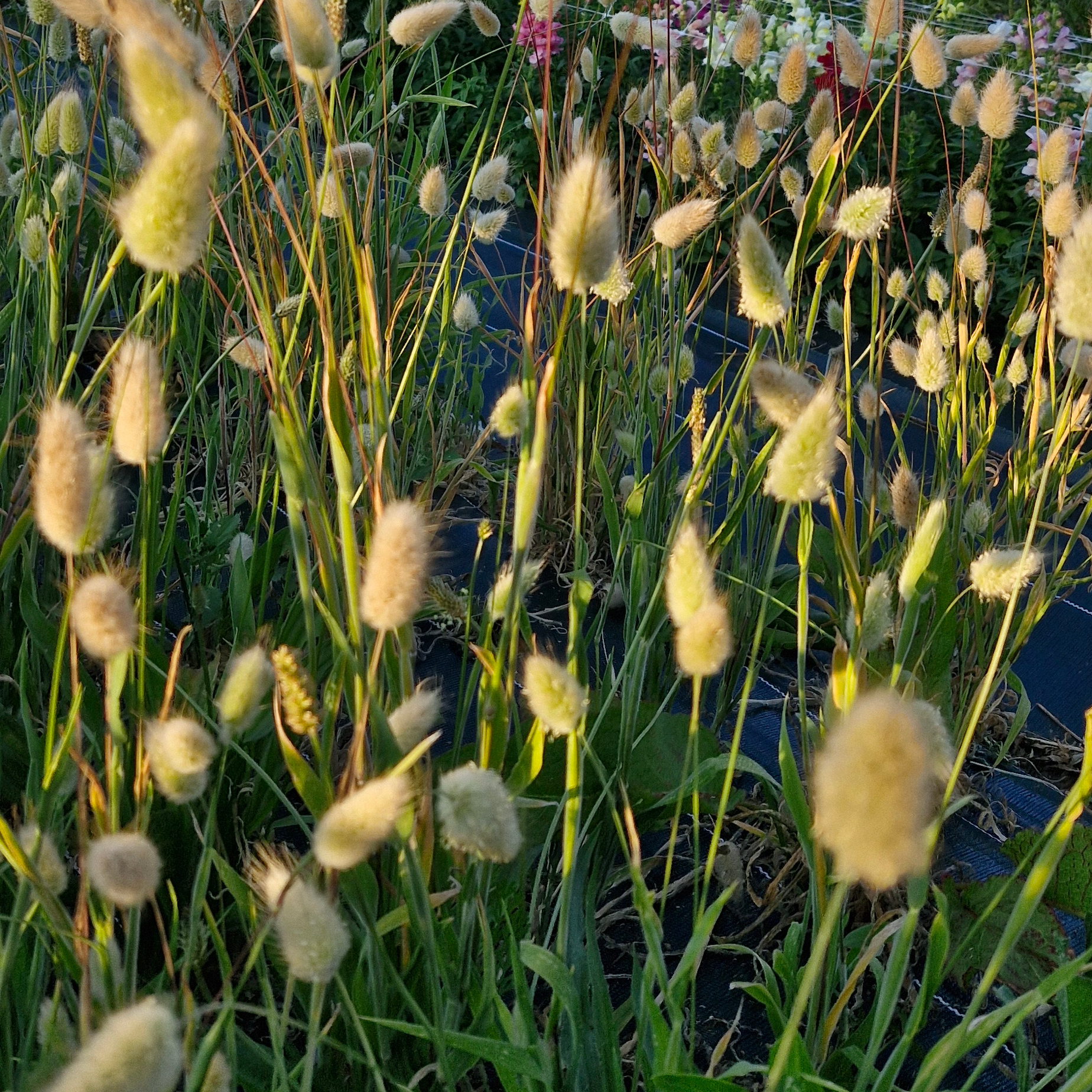 lagurus (botte de 10 tiges)