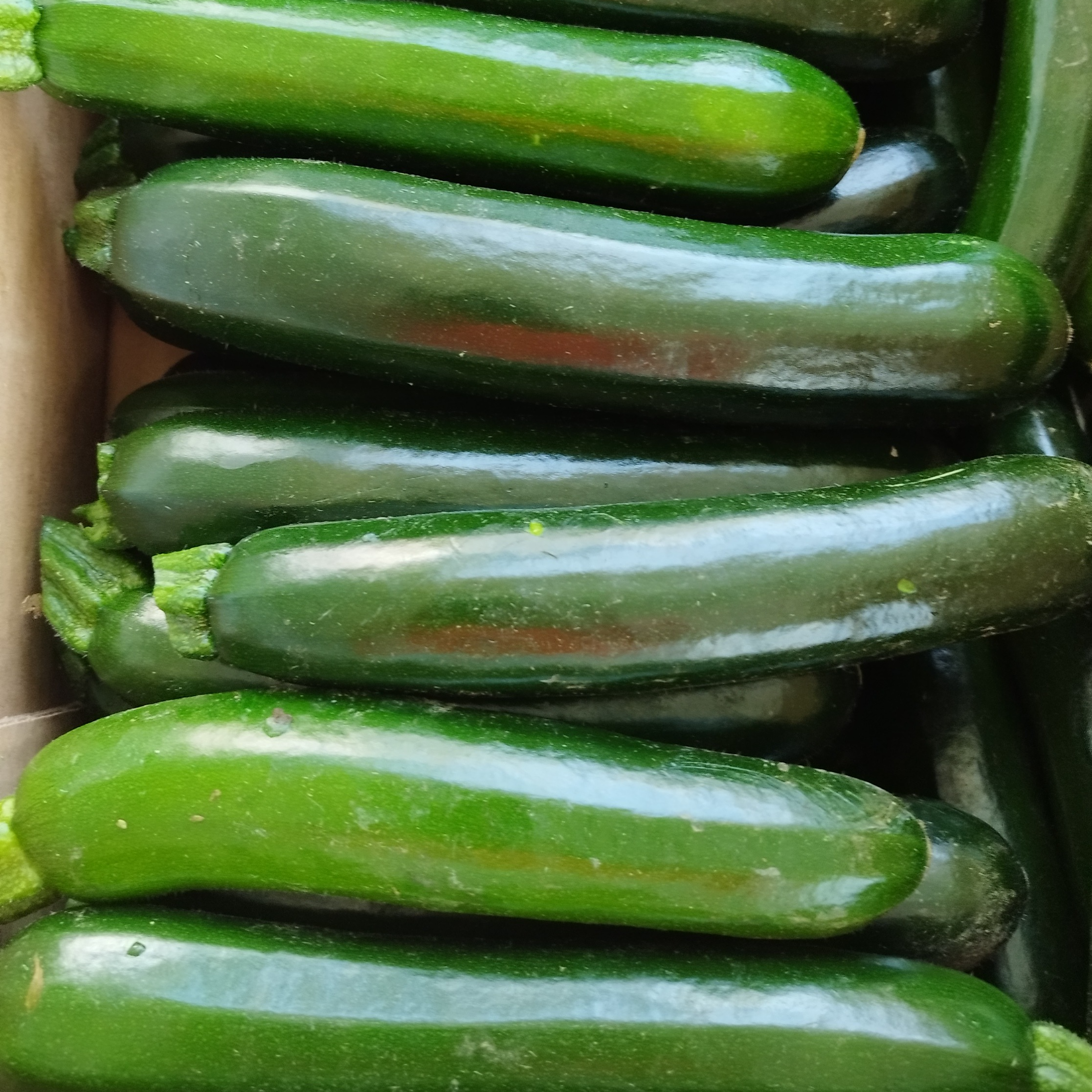 Courgette Gros Calibre - 1 kg