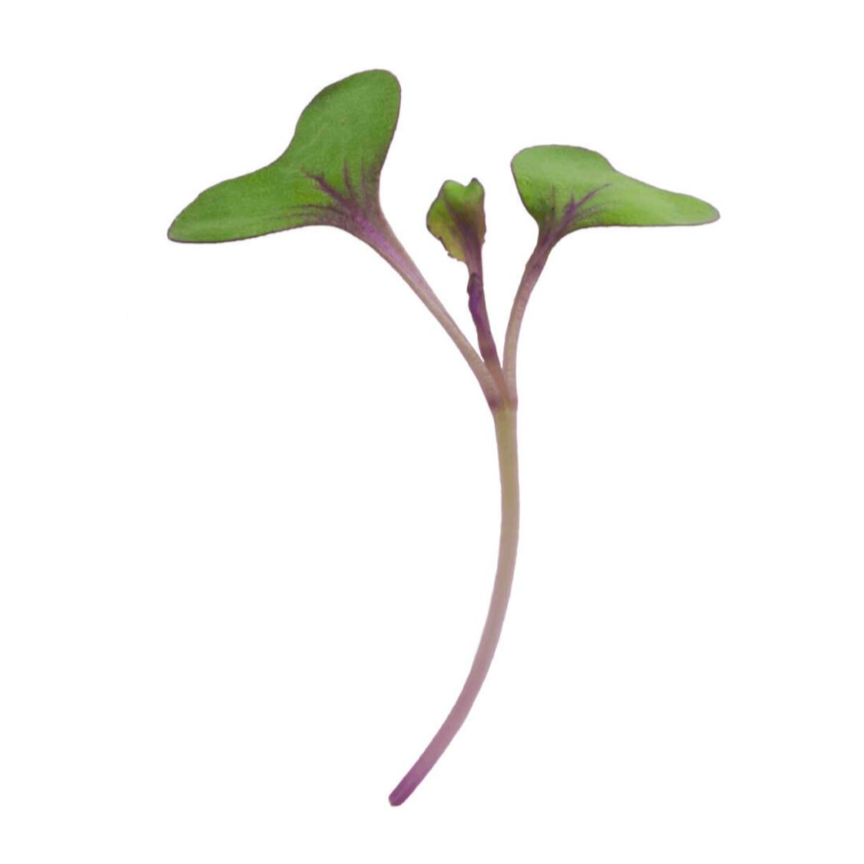 Chou Rouge Baby - 10g