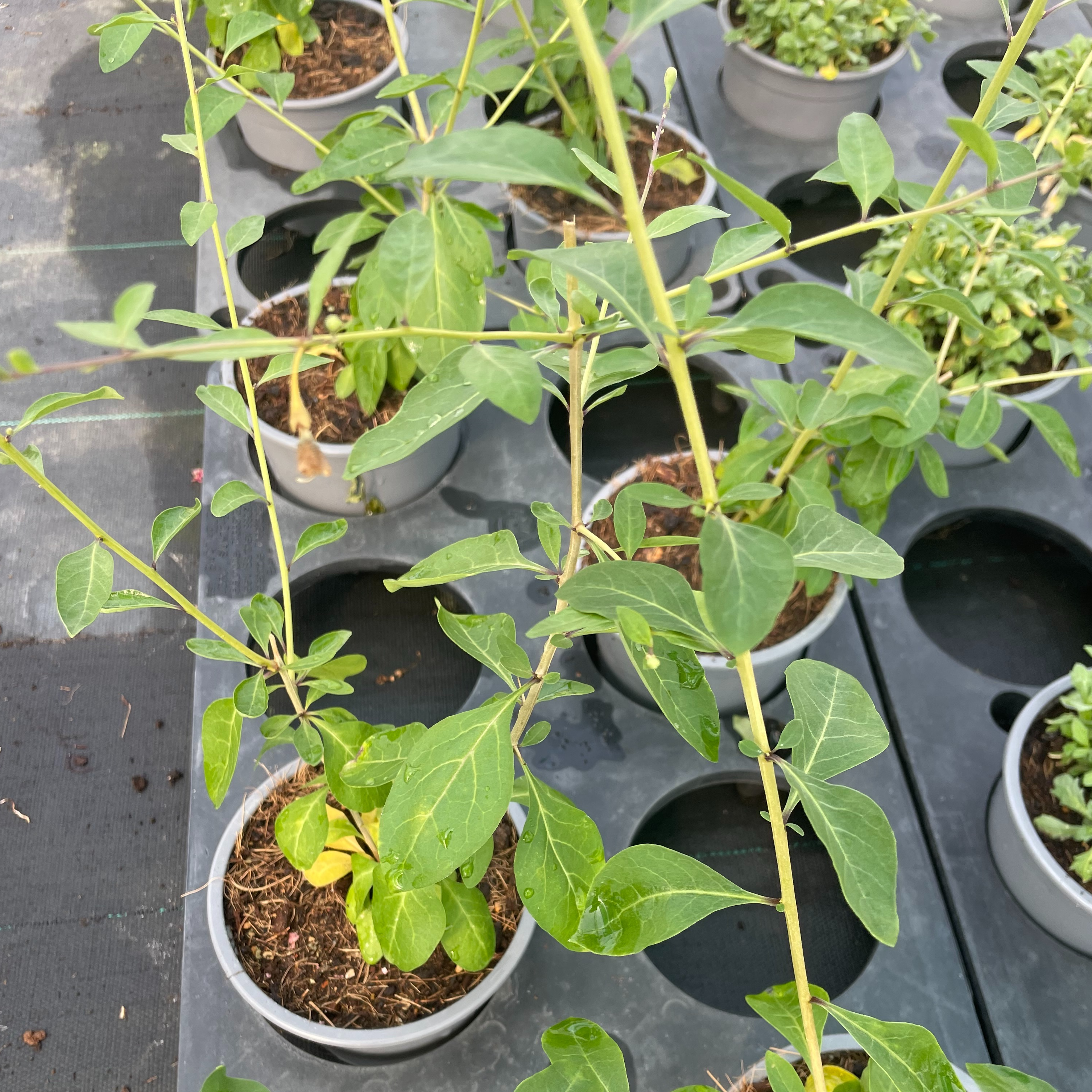 Goji - Lycium barbarum