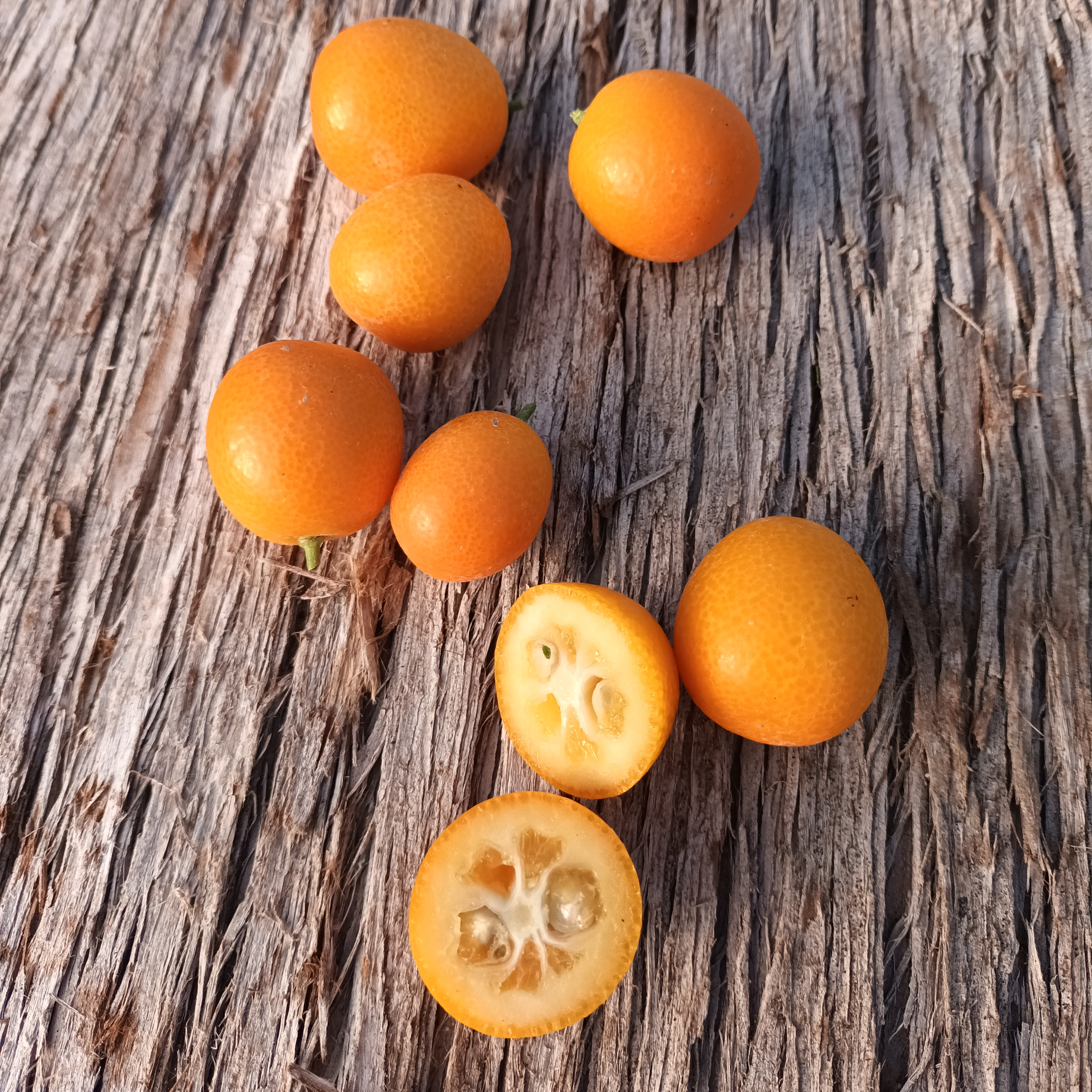 Kumquat rond Meiwa - 3l