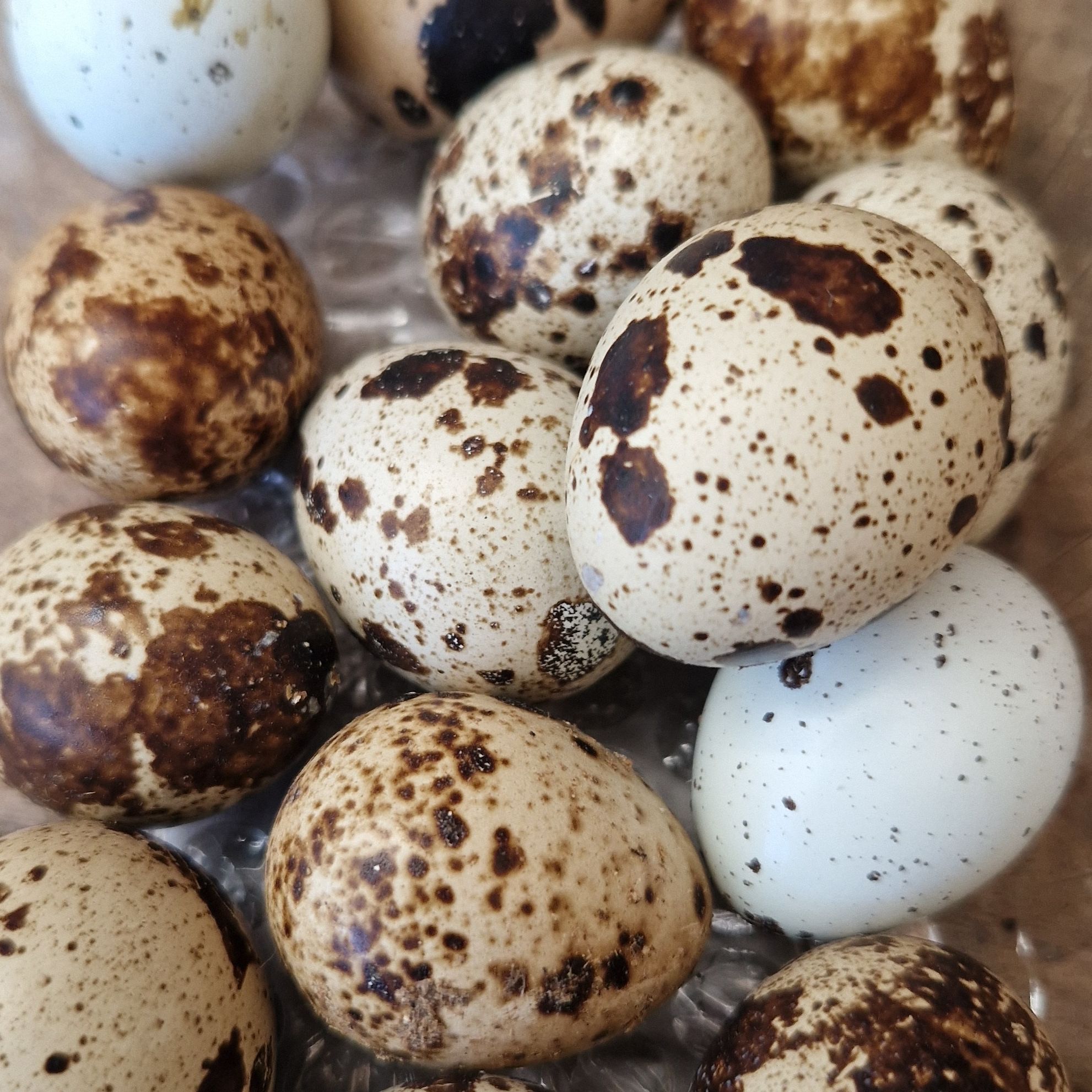 OEUFS DE CAILLE ×14