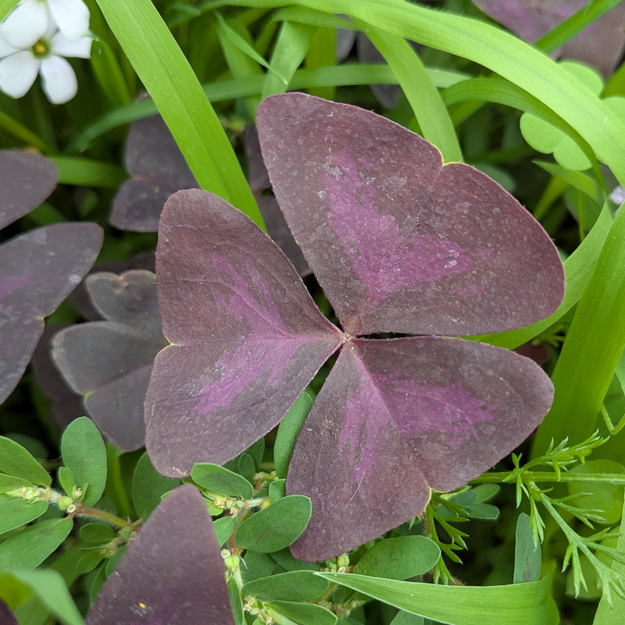 Oxalis pourpre déco - 5g