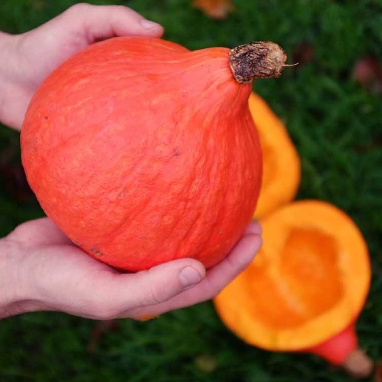 potimarron red kuri