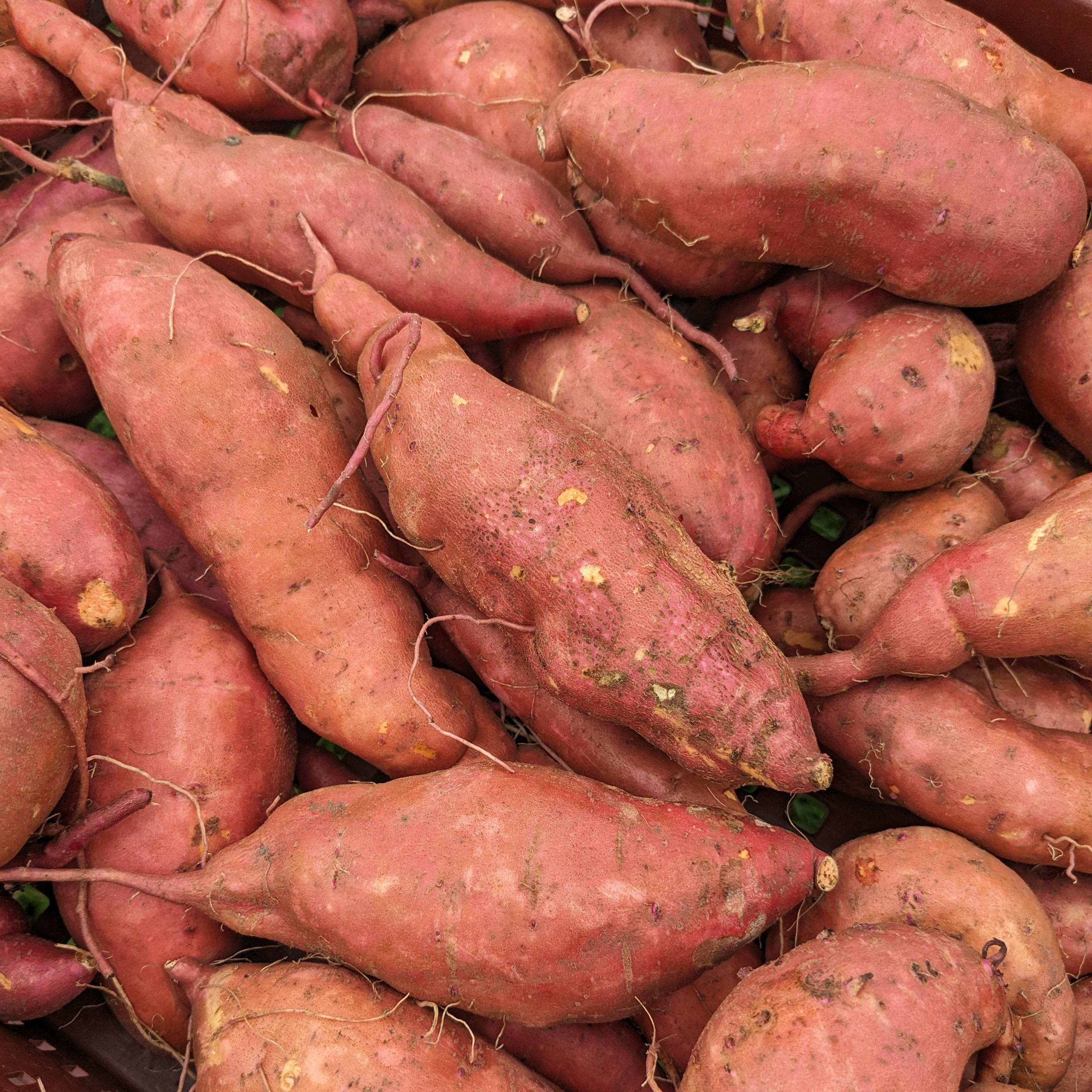 Patates douces