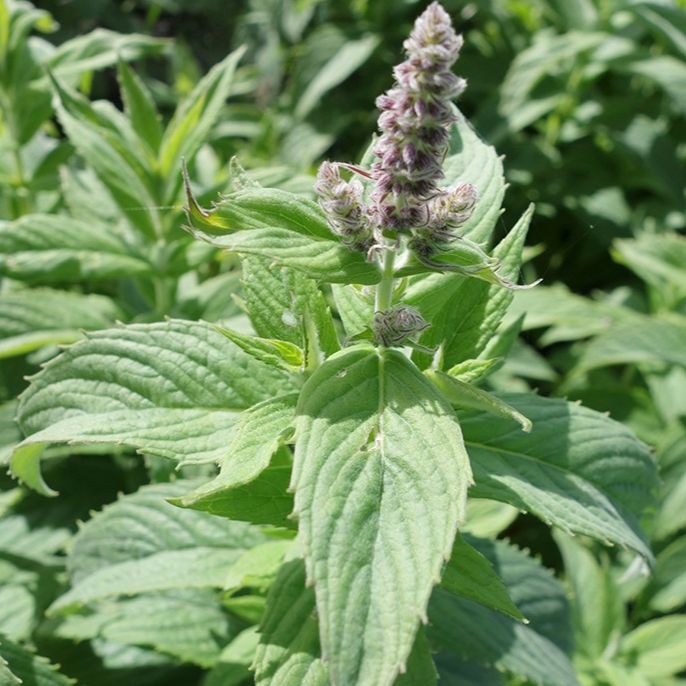 Menthe à longues feuilles
