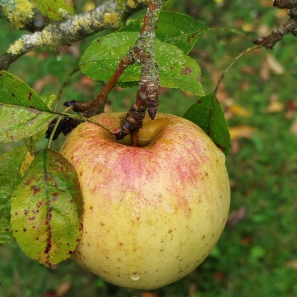 Pommier 'Belle Fleur Jaune' / Bittenfelder Racines nues