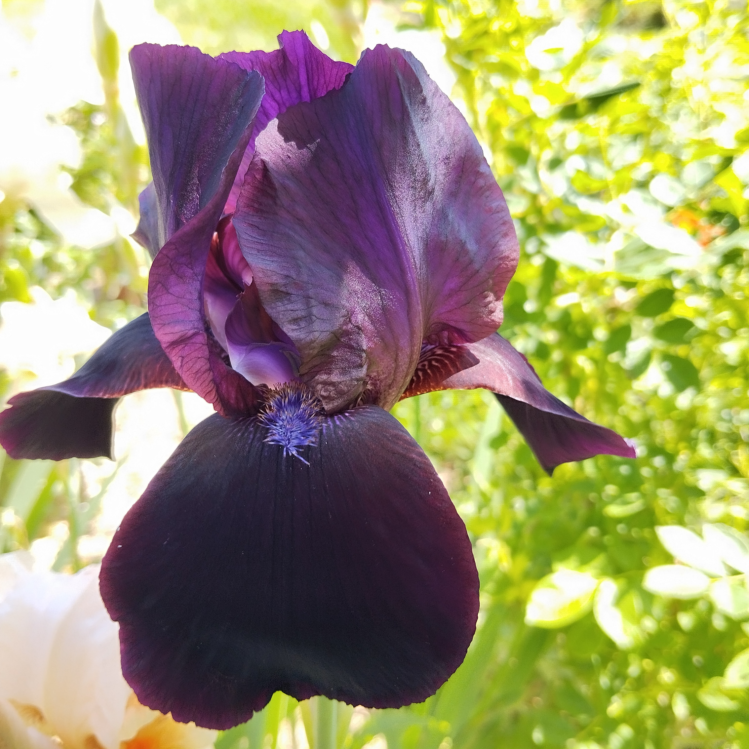 Iris germanica 'Black Knight'