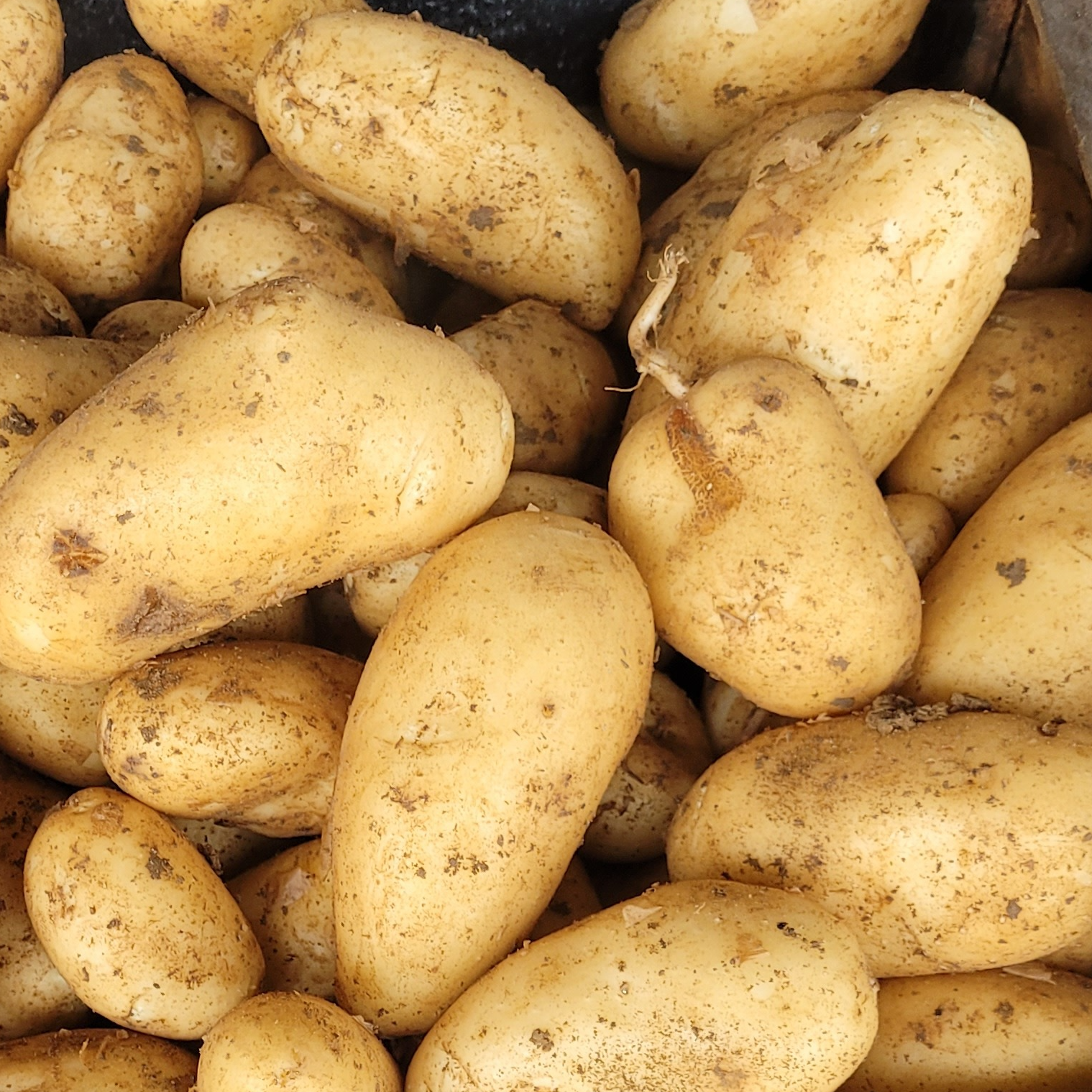POMME DE TERRE NOUVELLE