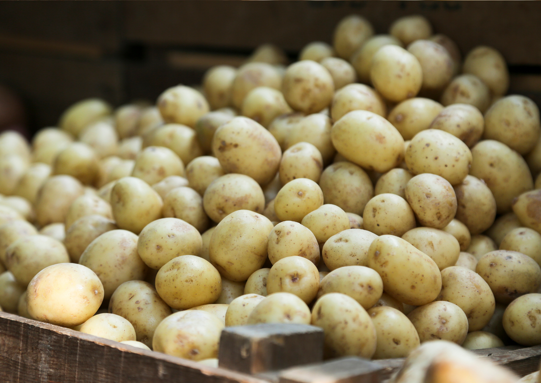 Pommes de terre nouvelles (delikatess)