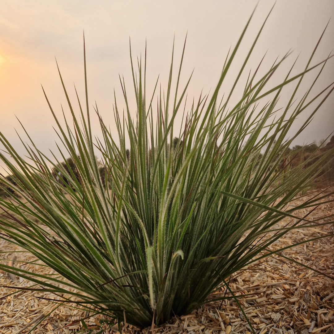 Schizachiryum scoparium ‘Ha Ha Tonka’