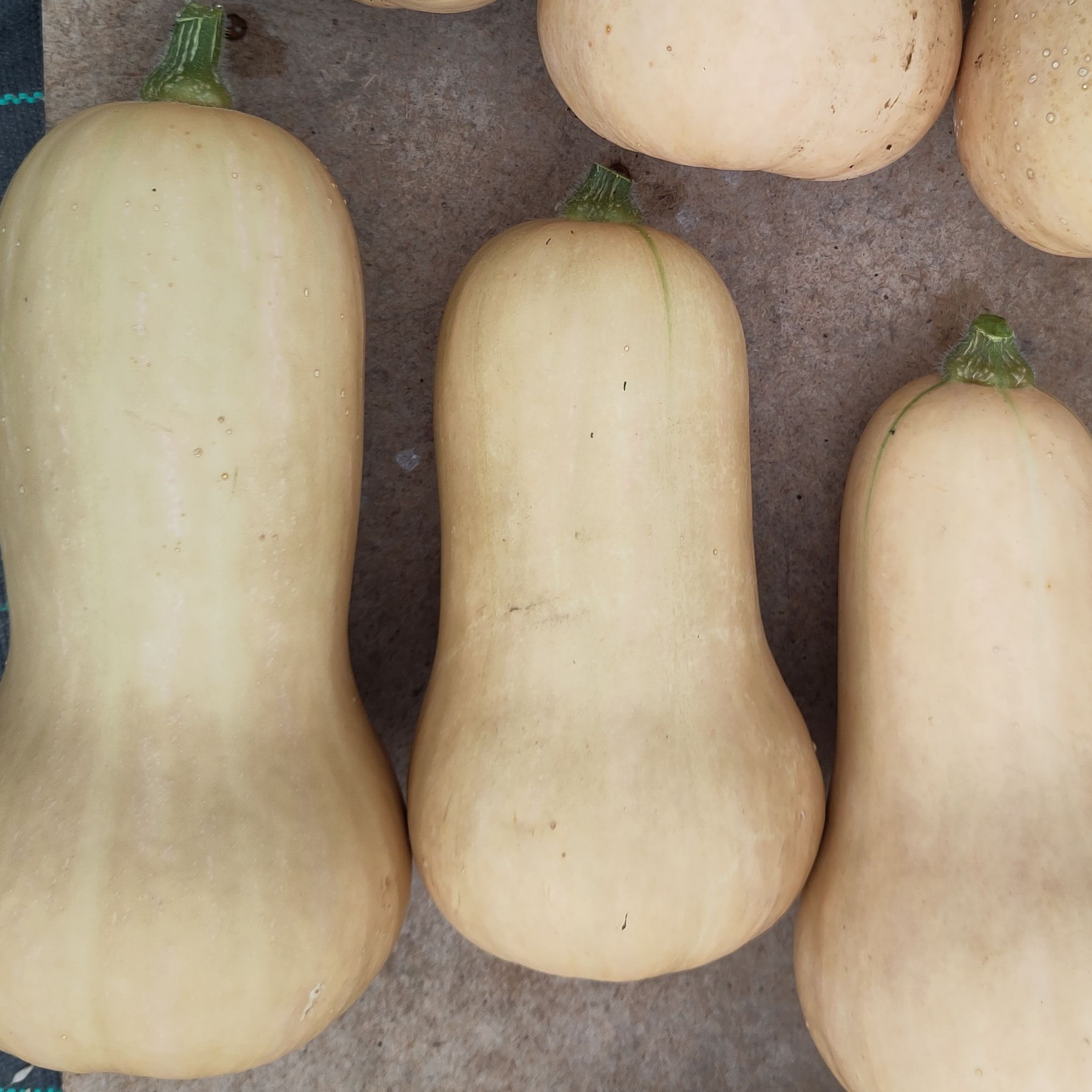 Courge Butternut