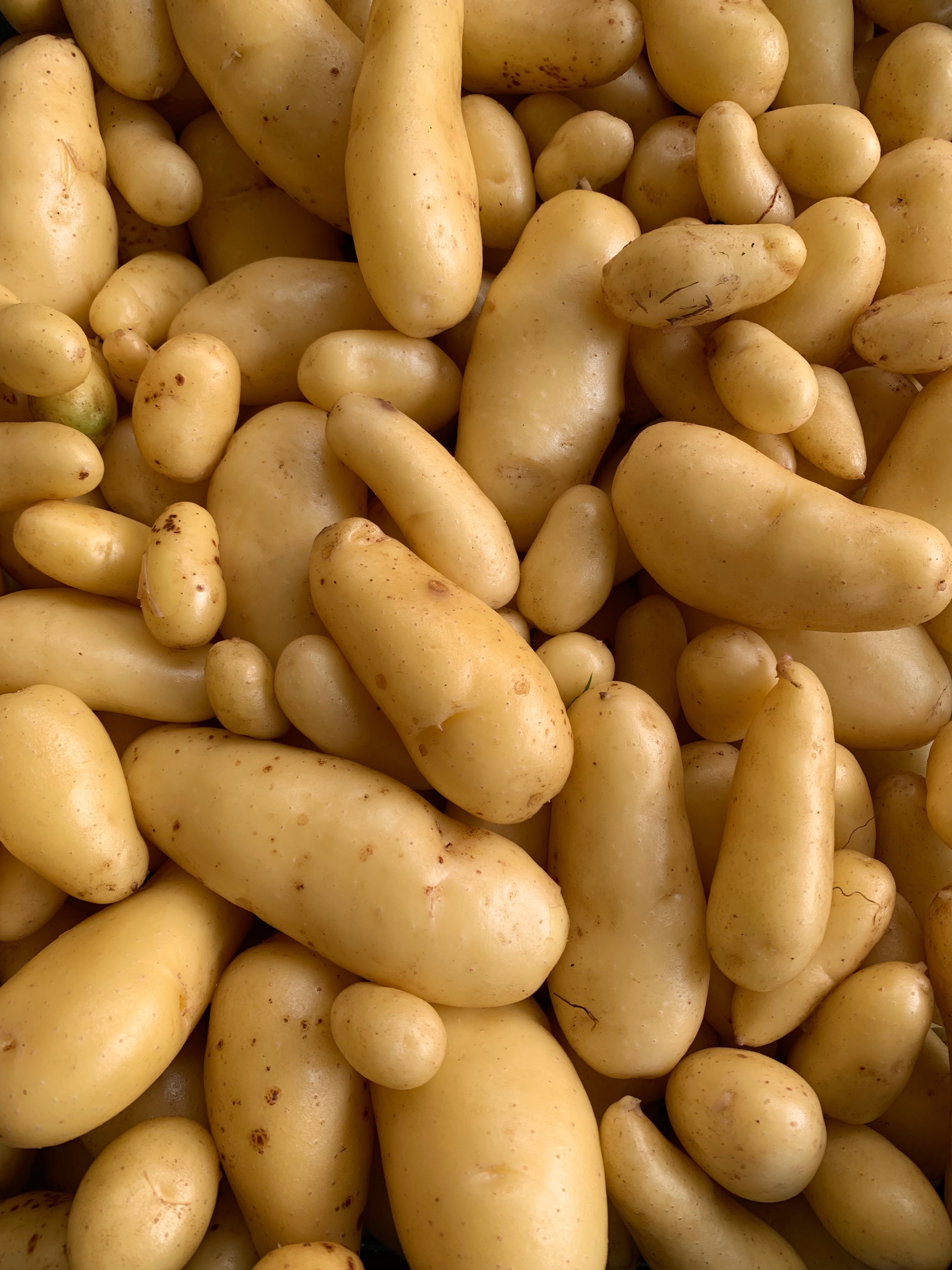 Pommes de terre nouvelles