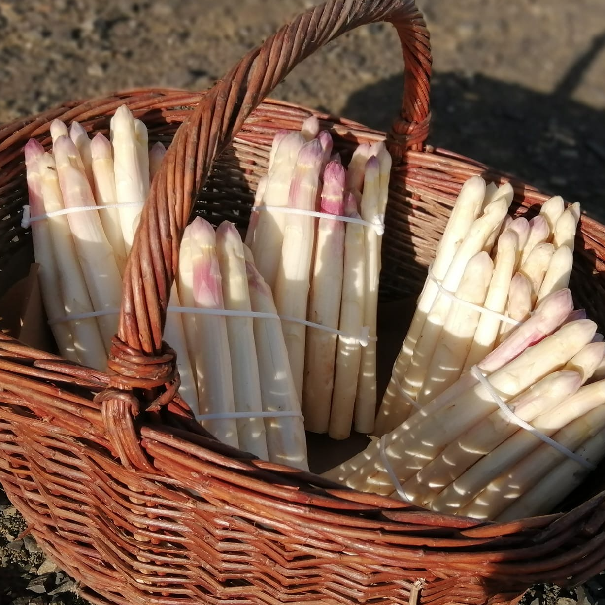 Asperge botte 1 kg