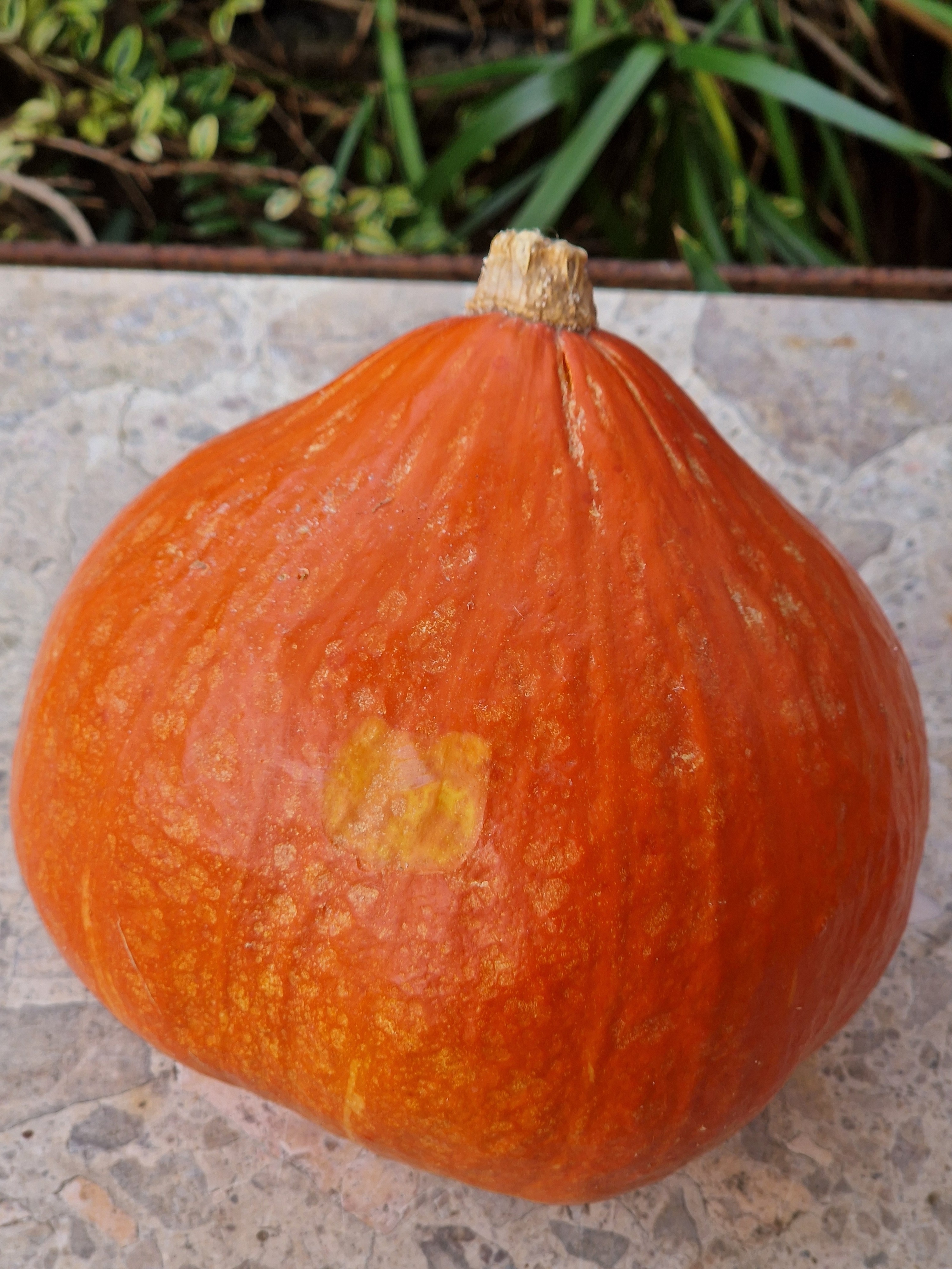 POTIMARRON - 1,2kg