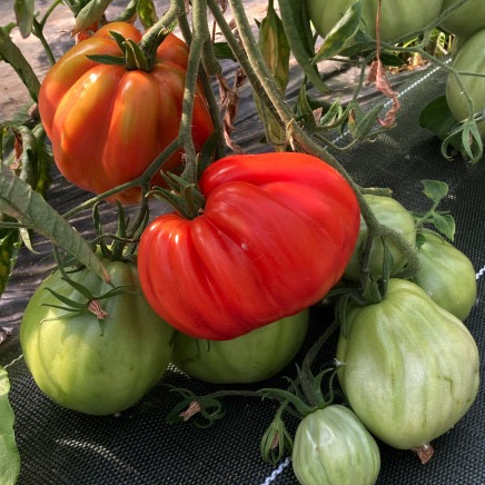 Plant Tomate Liguria - 300g