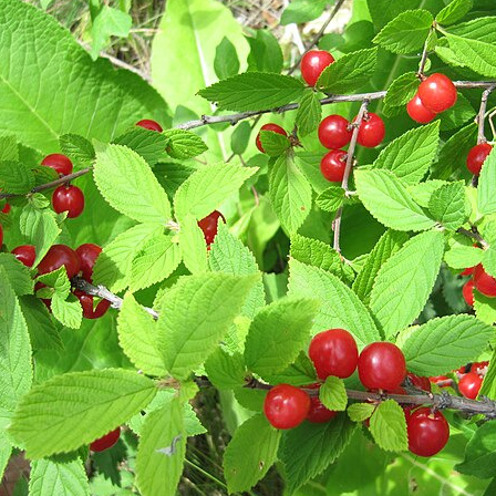 Ragouminier ou Cerisier du Nankin - pot 2L