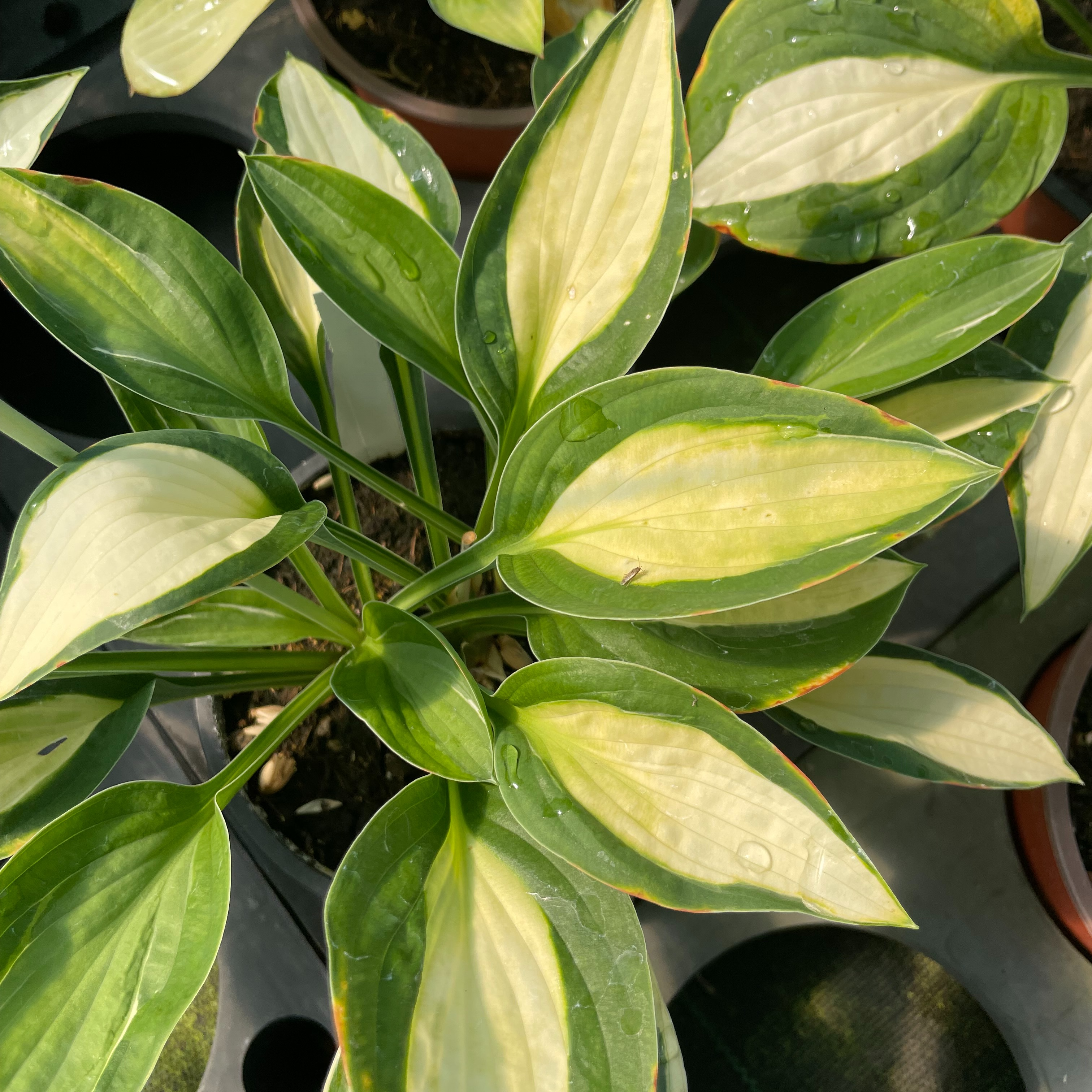 Hosta 'Gypsy Rose'