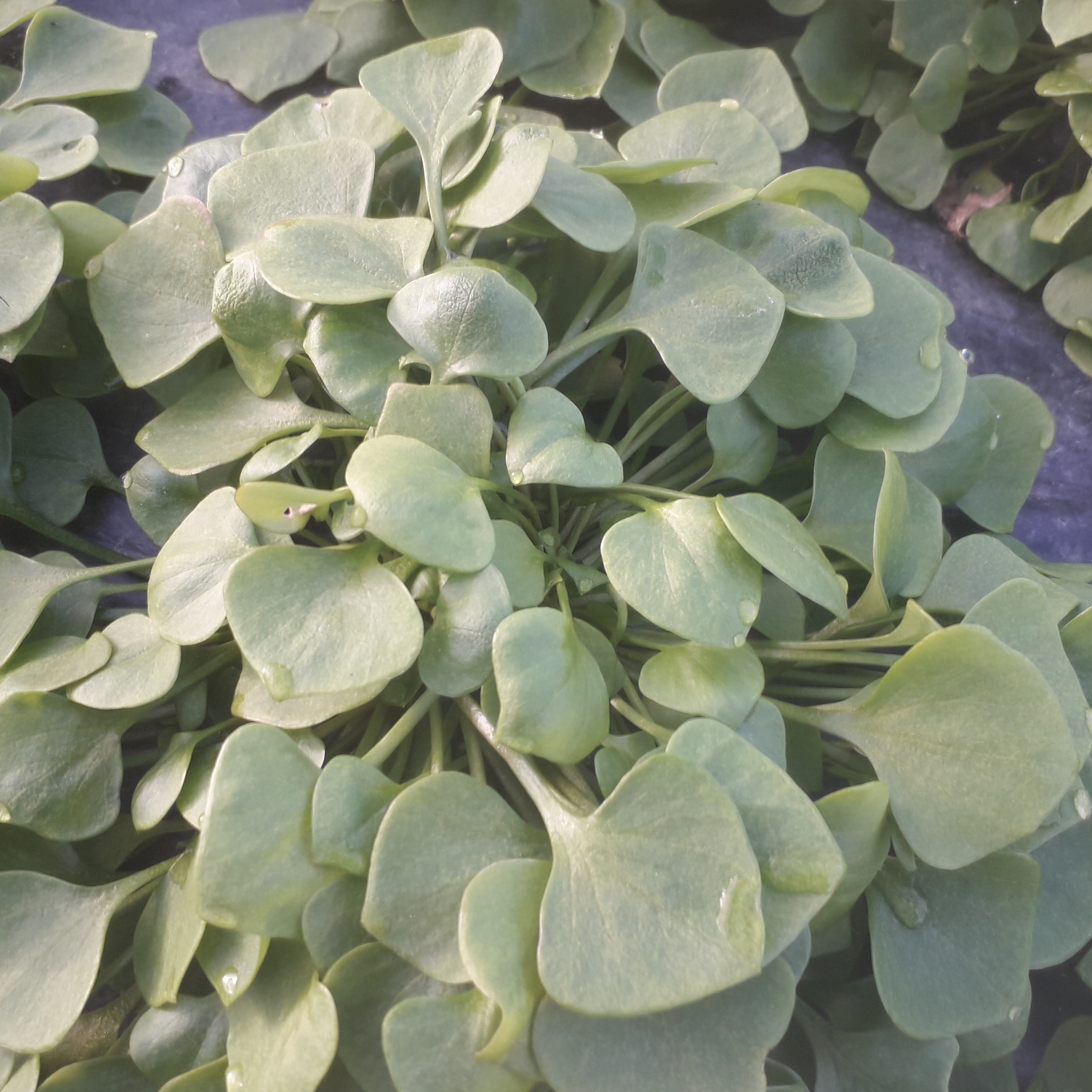 pourpier d'hiver par 100g