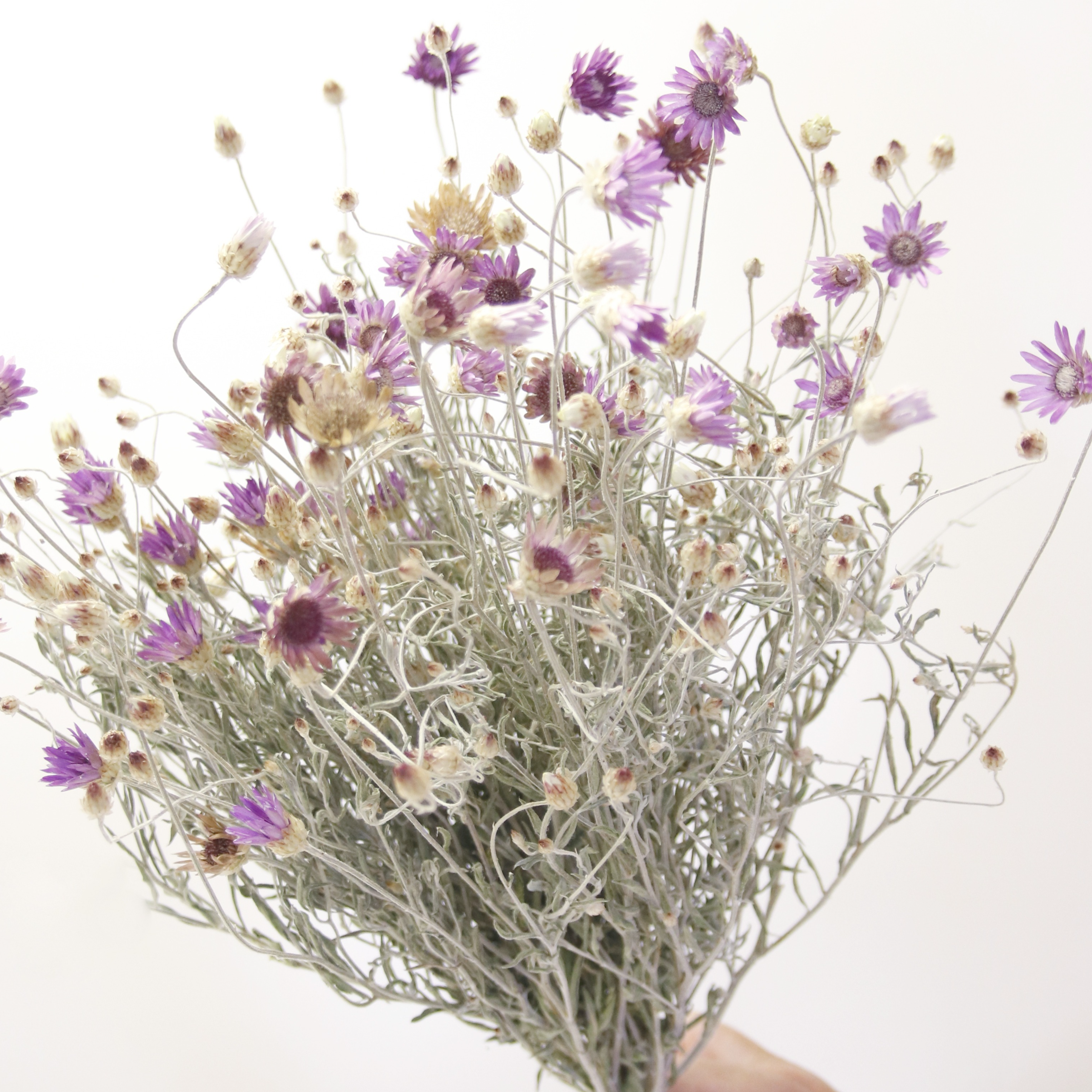 Immortelle Lumina Violet séchée