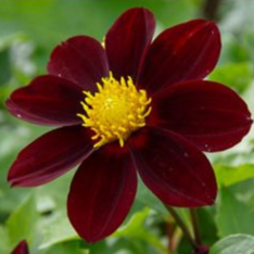 Dahlia 'Black Beauty' - godet 8 cm