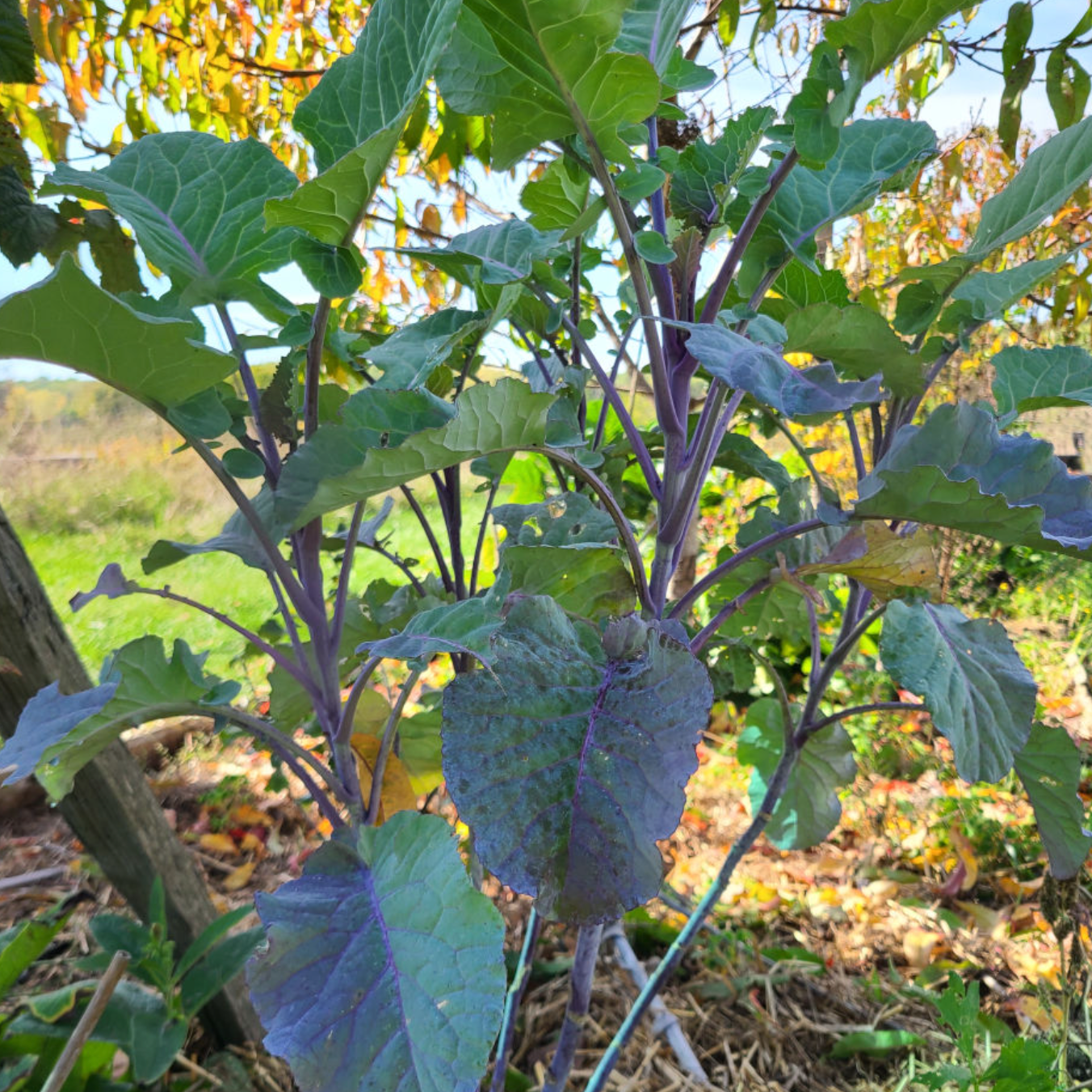 Chou 'Purple Tree Collard' Pot 1L