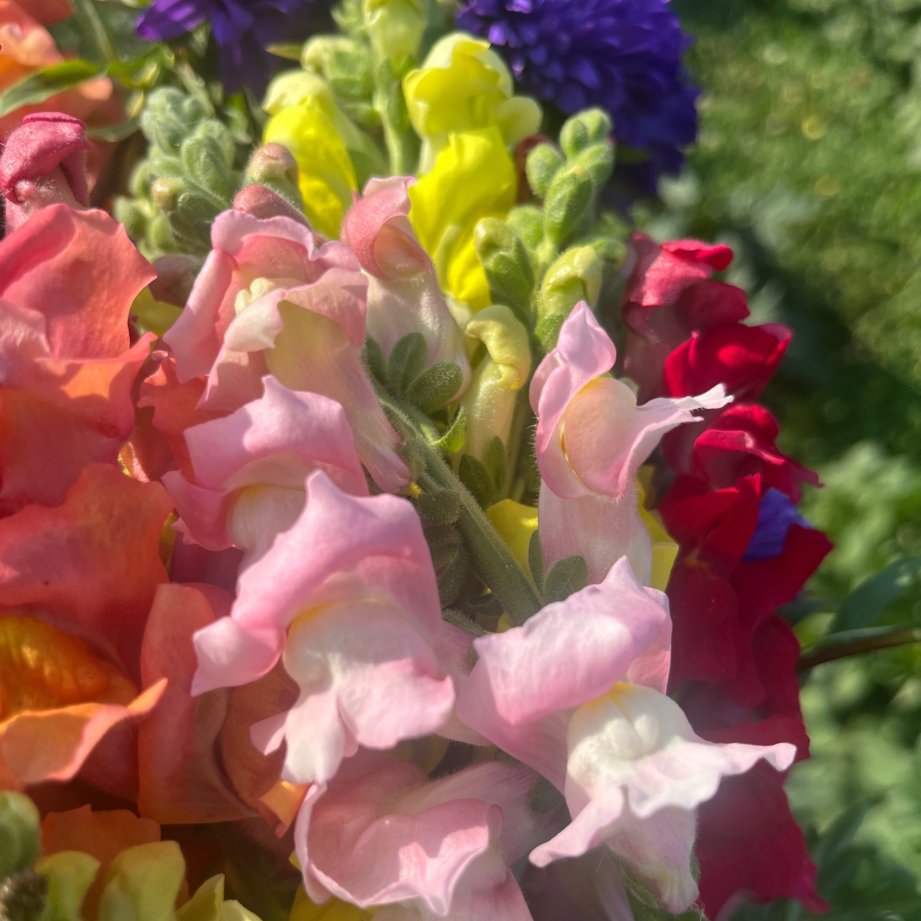 MUFLIERS - Mix couleur