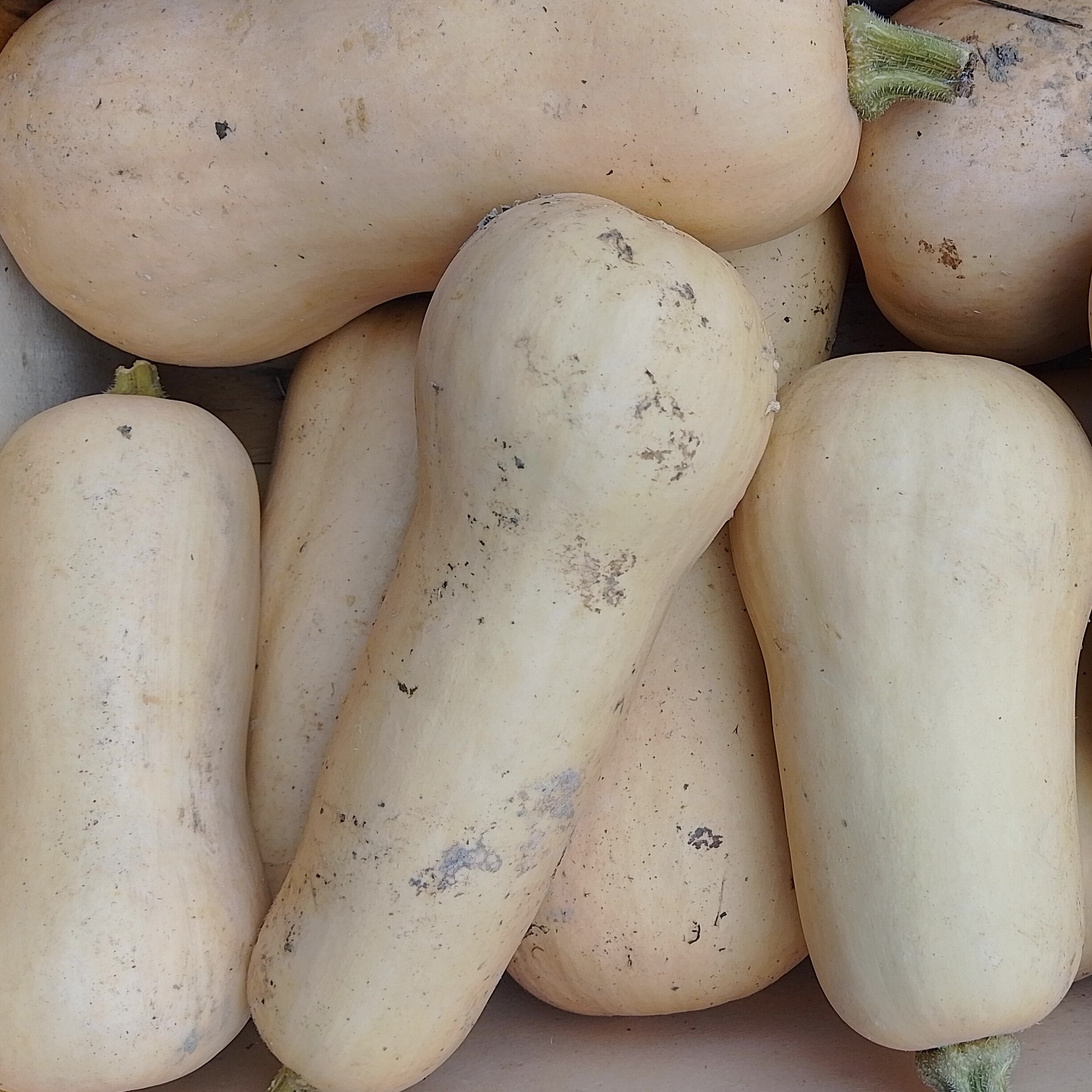 Courge butternut