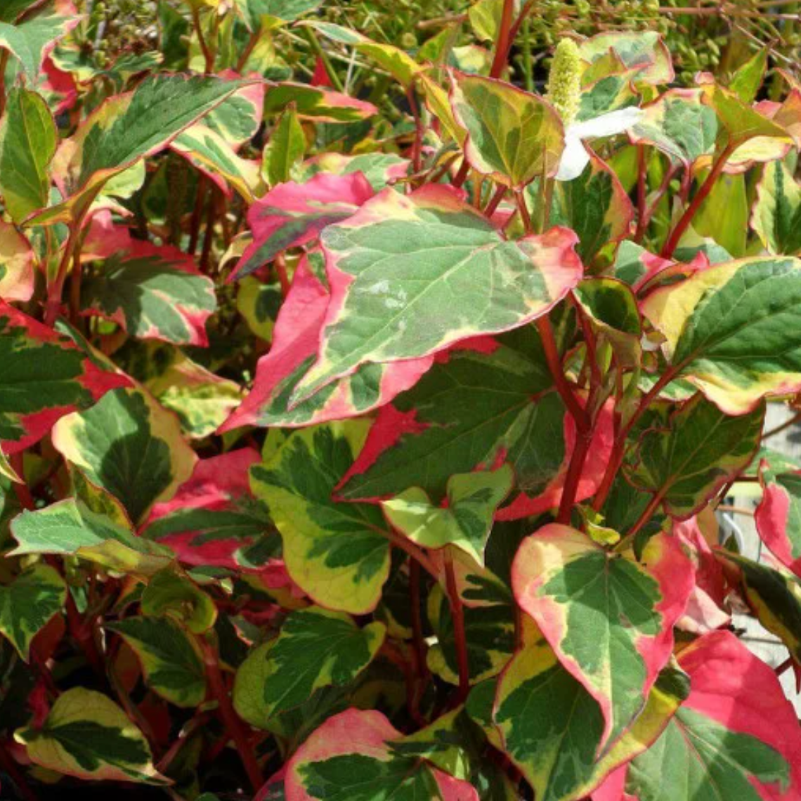 Poivre de Chine 'Chameleon' Pot 3L